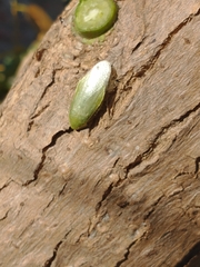Panchlora thalassina