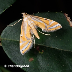 Eristena bifurcalis