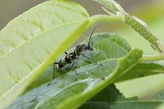 Chlorophorus macaumensis