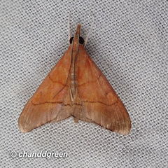 Hemiscopis sanguinea
