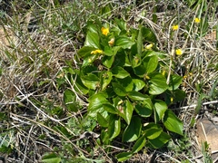 Viola xanthopetala