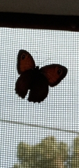 Coenonympha pamphilus
