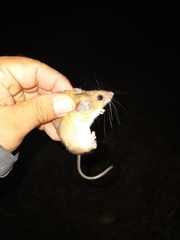 Peromyscus spicilegus