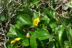 Viola xanthopetala