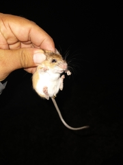 Peromyscus spicilegus