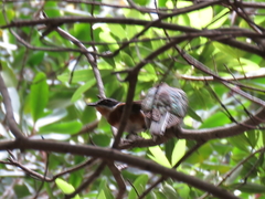 Batis capensis capensis