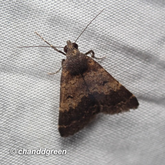 Hydrillodes nilgirialis