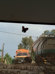 Coenonympha pamphilus