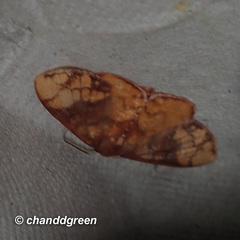 Metallaxis semipurpurascens