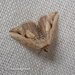 Strotihypera macroplaga