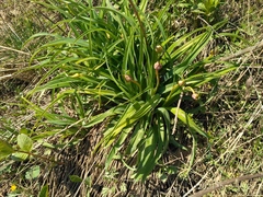 Hemerocallis middendorffii