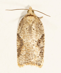 Acleris semiannula