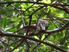 Batis capensis capensis