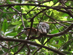 Batis capensis capensis