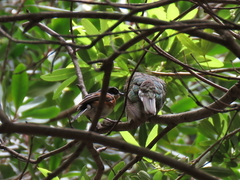 Batis capensis capensis