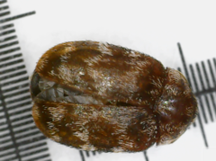 Anthrenocerus australis