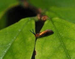Micropterigoidea