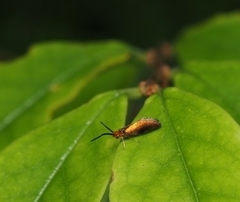 Micropterigoidea