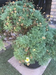 Argyranthemum frutescens