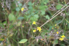 Cineraria erodioides