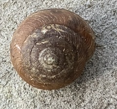 Ventridens intertextus