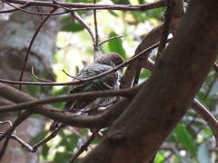 Batis capensis capensis