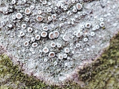 Lecanora argentata