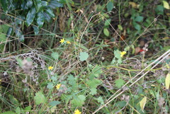 Cineraria erodioides