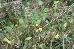 Cineraria erodioides