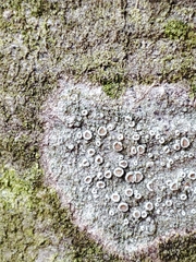Lecanora argentata