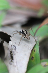 Pardosa pusiola