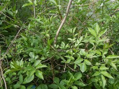 Sambucus nigra