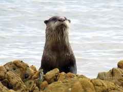 Aonyx capensis capensis