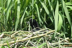 Fulica atra