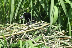 Fulica atra