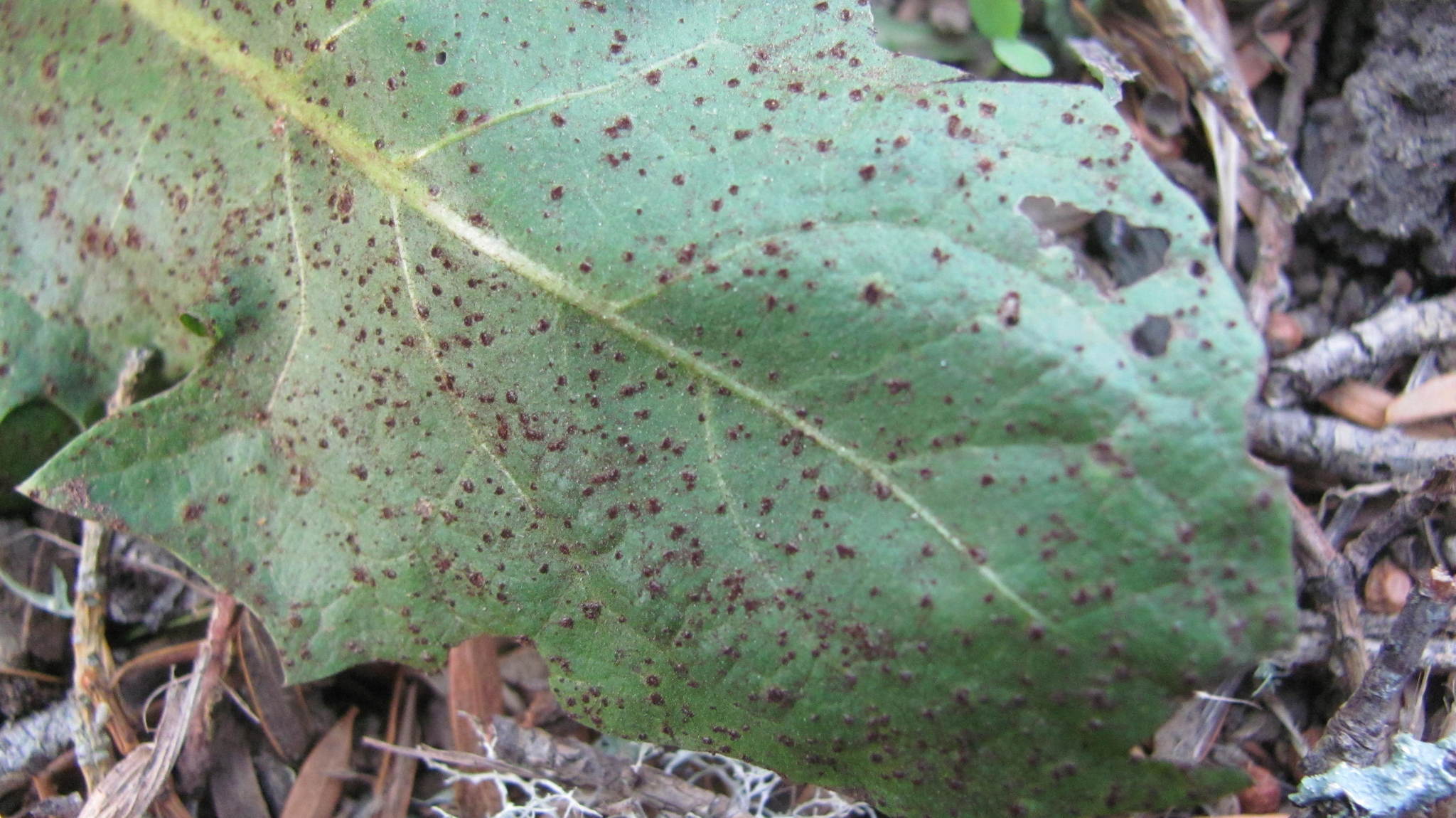 Puccinia variabilis image