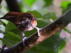 Thryophilus rufalbus