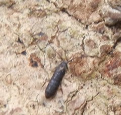 Pogonognathellus longicornis