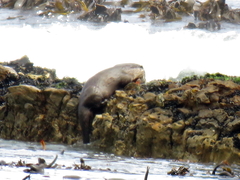 Aonyx capensis capensis