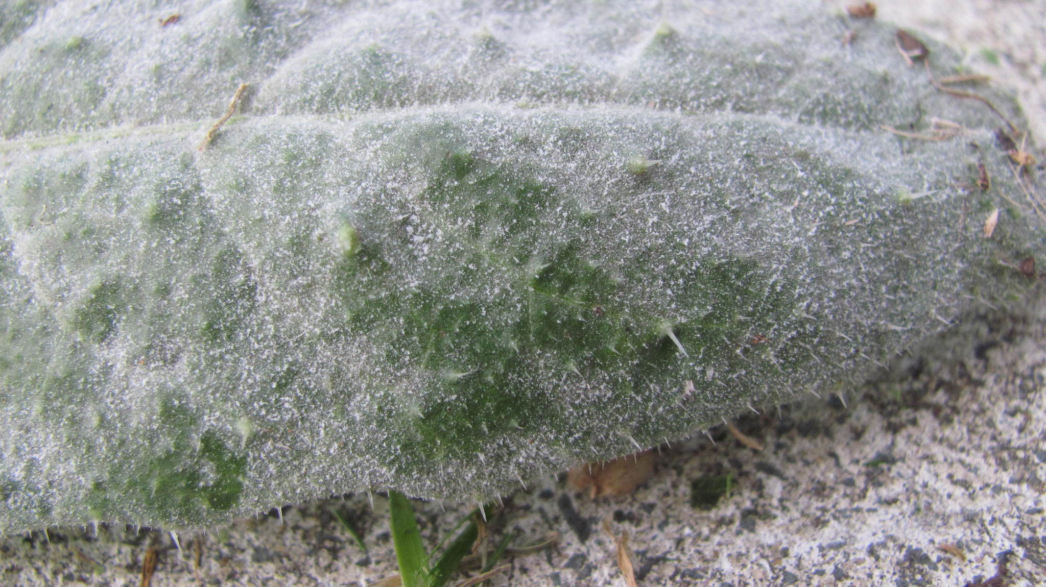 Golovinomyces cichoracearum image