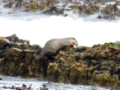 Aonyx capensis capensis