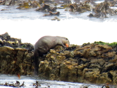 Aonyx capensis capensis