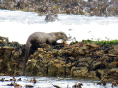 Aonyx capensis capensis