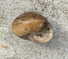 Ventridens intertextus