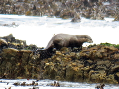 Aonyx capensis capensis
