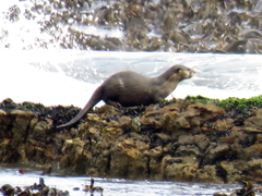 Aonyx capensis capensis