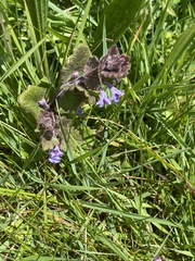 Glechoma hederacea