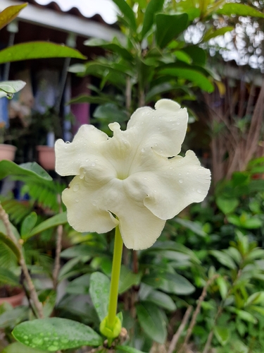Brunfelsia americana, photograph 4