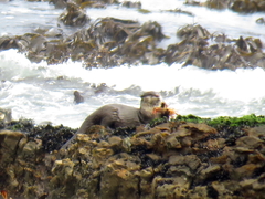 Aonyx capensis capensis
