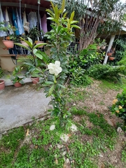Brunfelsia americana